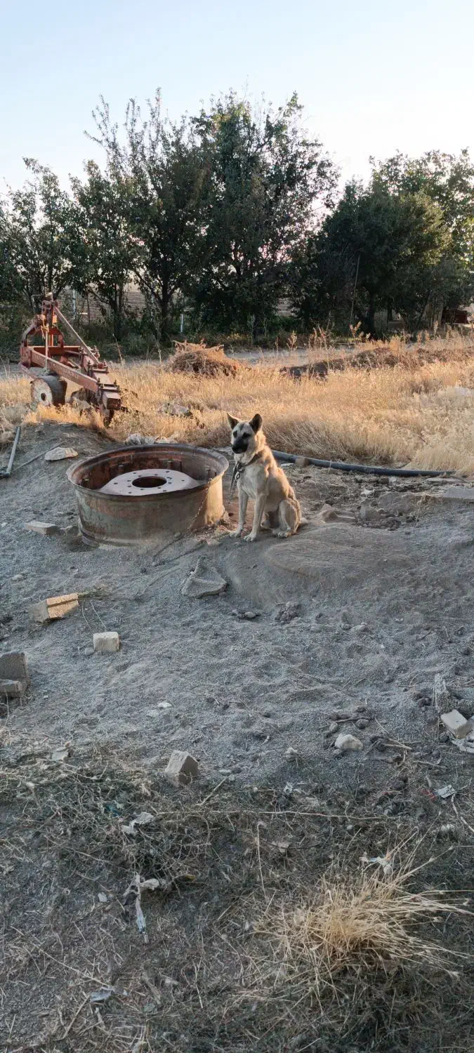 سگ گرگی|سگ|بهار, |دیوار