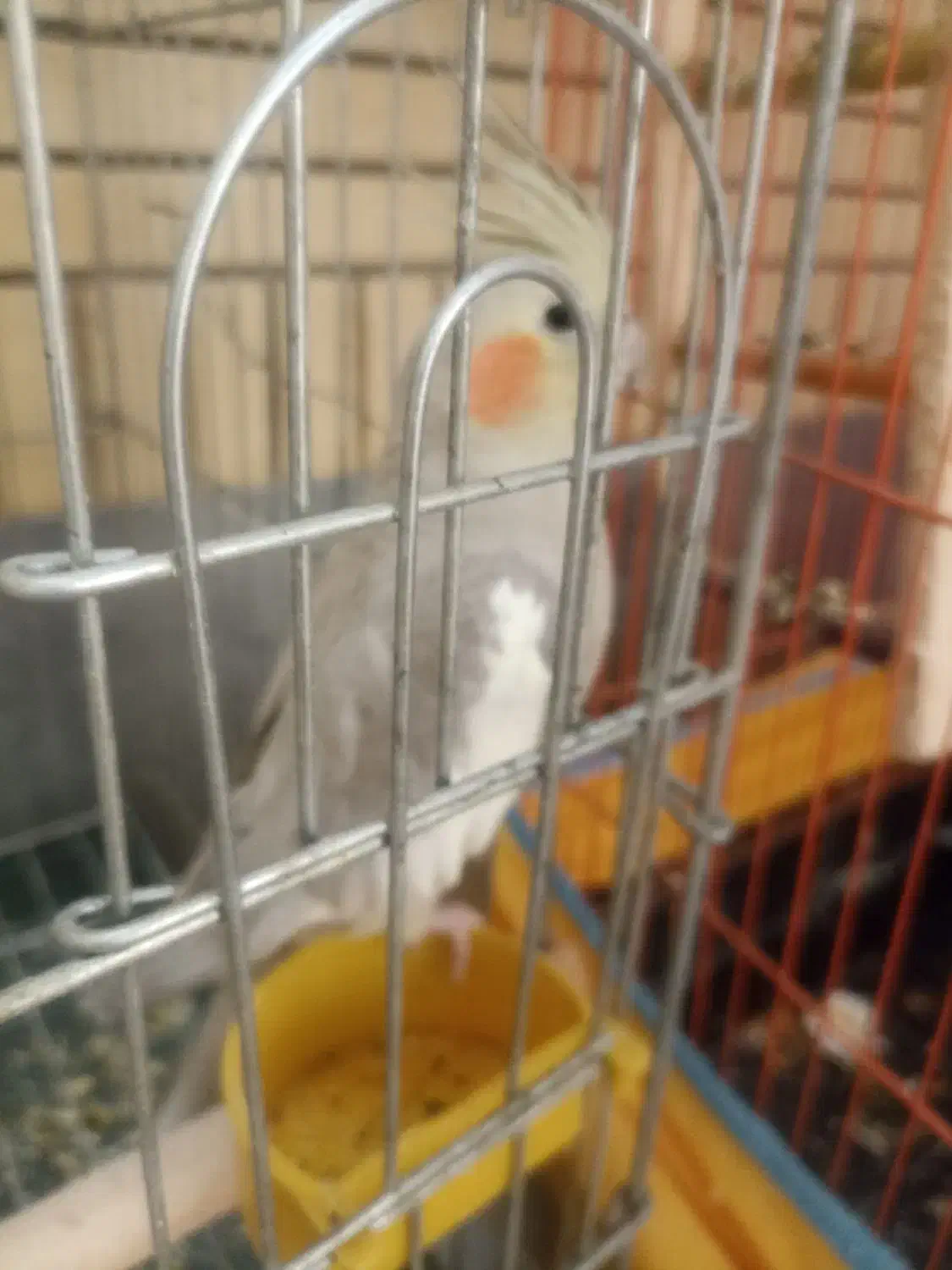 عروس هلندی|پرنده|شیراز, شریفآباد|دیوار