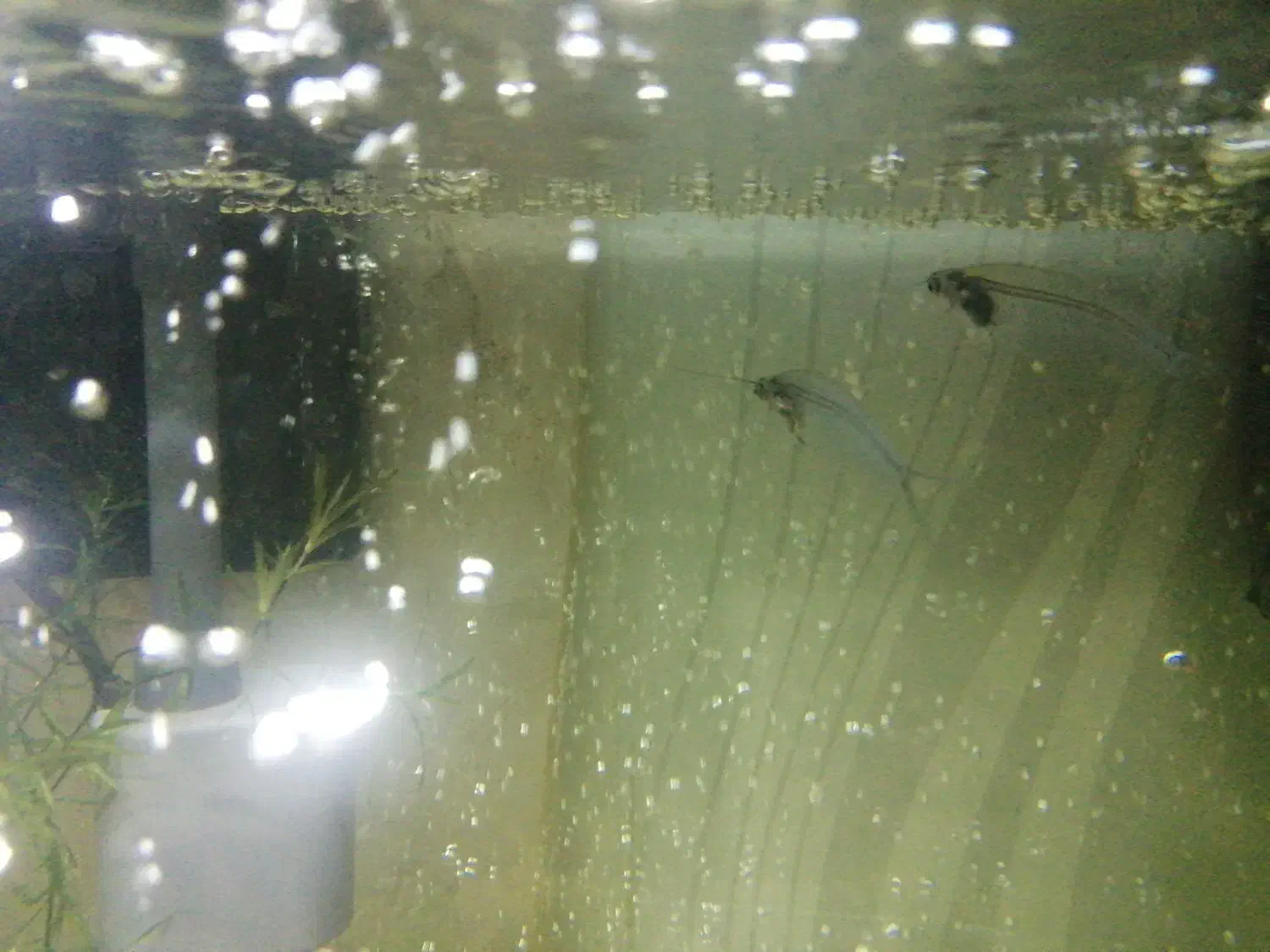 ماهی گلس فیش|ماهی|قم, اسمعیل آباد|دیوار