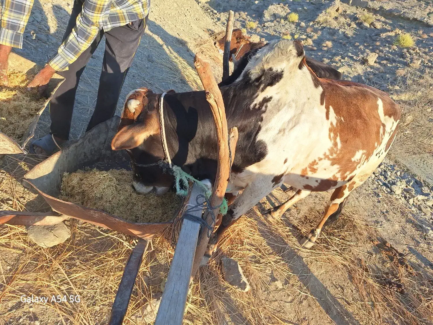 گاونرخیلی خوب ارام|حیوانات مزرعه|بشاگرد, |دیوار