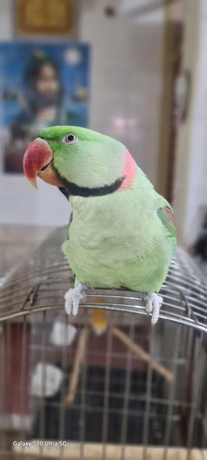 طوطی گمشده|حیوانات|اندیمشک, |دیوار