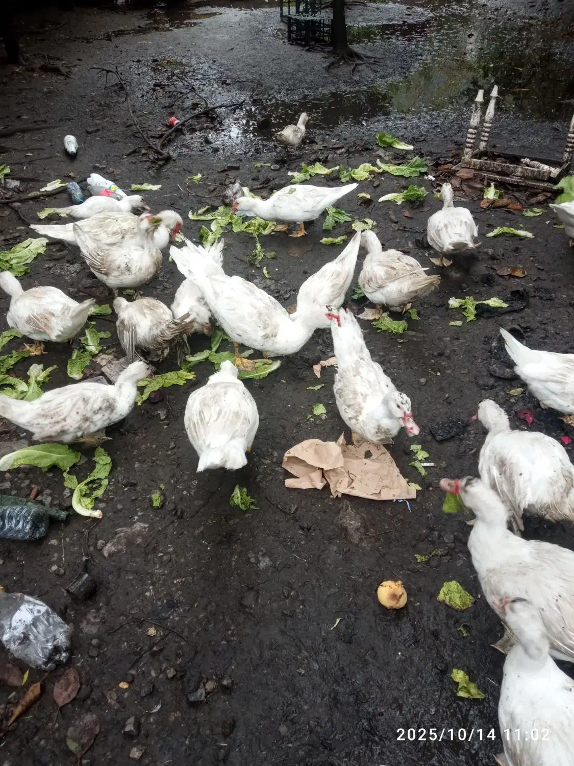 اردک اسرایلی|حیوانات مزرعه|نوشهر, |دیوار