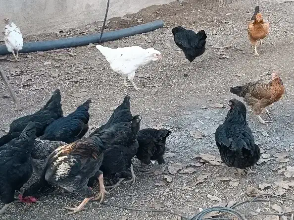 حدود ۸۰مرغ ۵خروس|حیوانات مزرعه|سقز, |دیوار