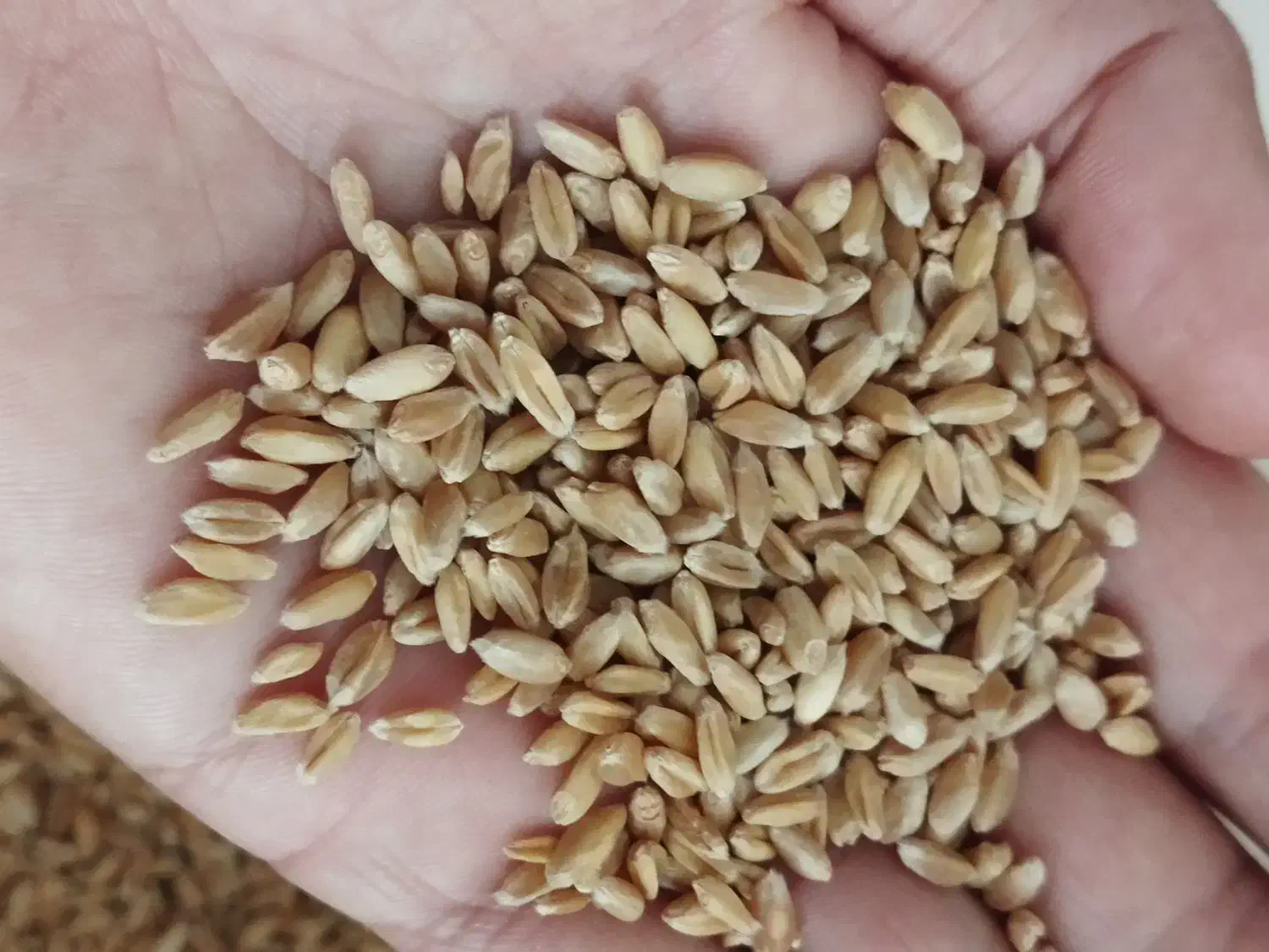 گندم نانی|لوازم جانبی حیوانات|میان جلگه, |دیوار