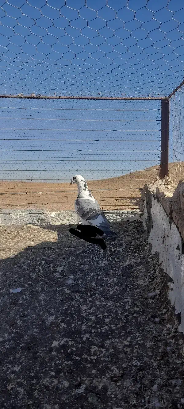 سلام کبوتر|پرنده|تربتحیدریه, پائین ولایت|دیوار
