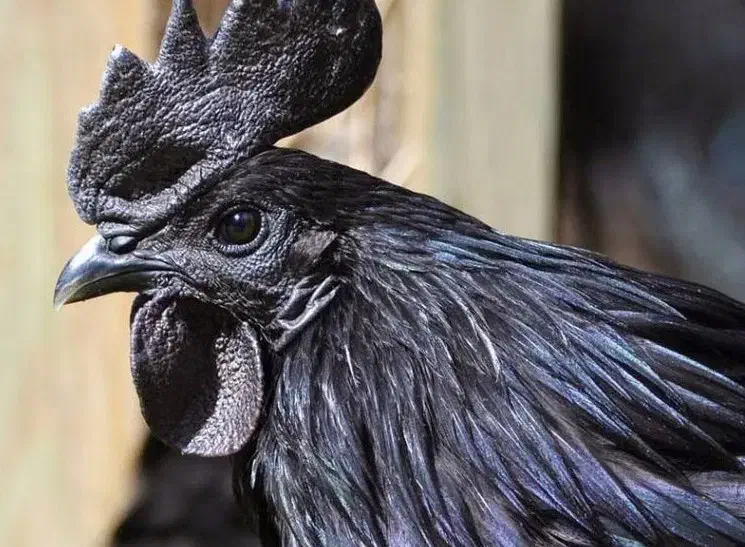 تخم مرغ ایام سمانی|حیوانات مزرعه|قنوات, |دیوار