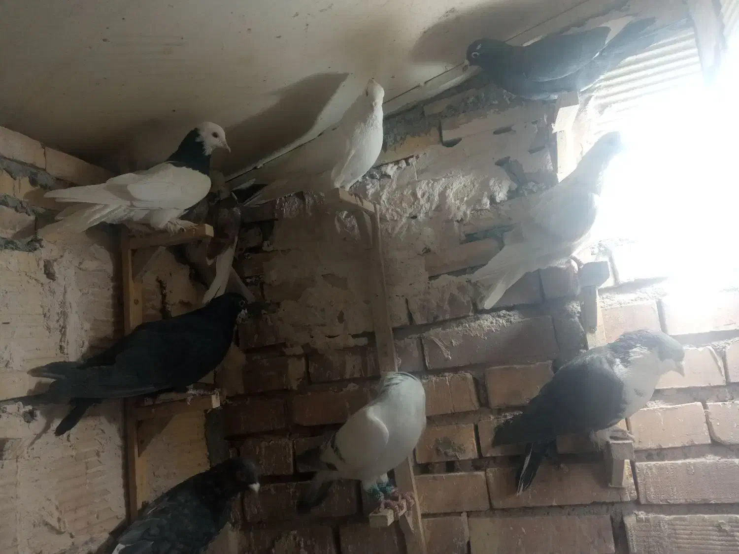 تعدادی کفتر نر|پرنده|رفسنجان, |دیوار