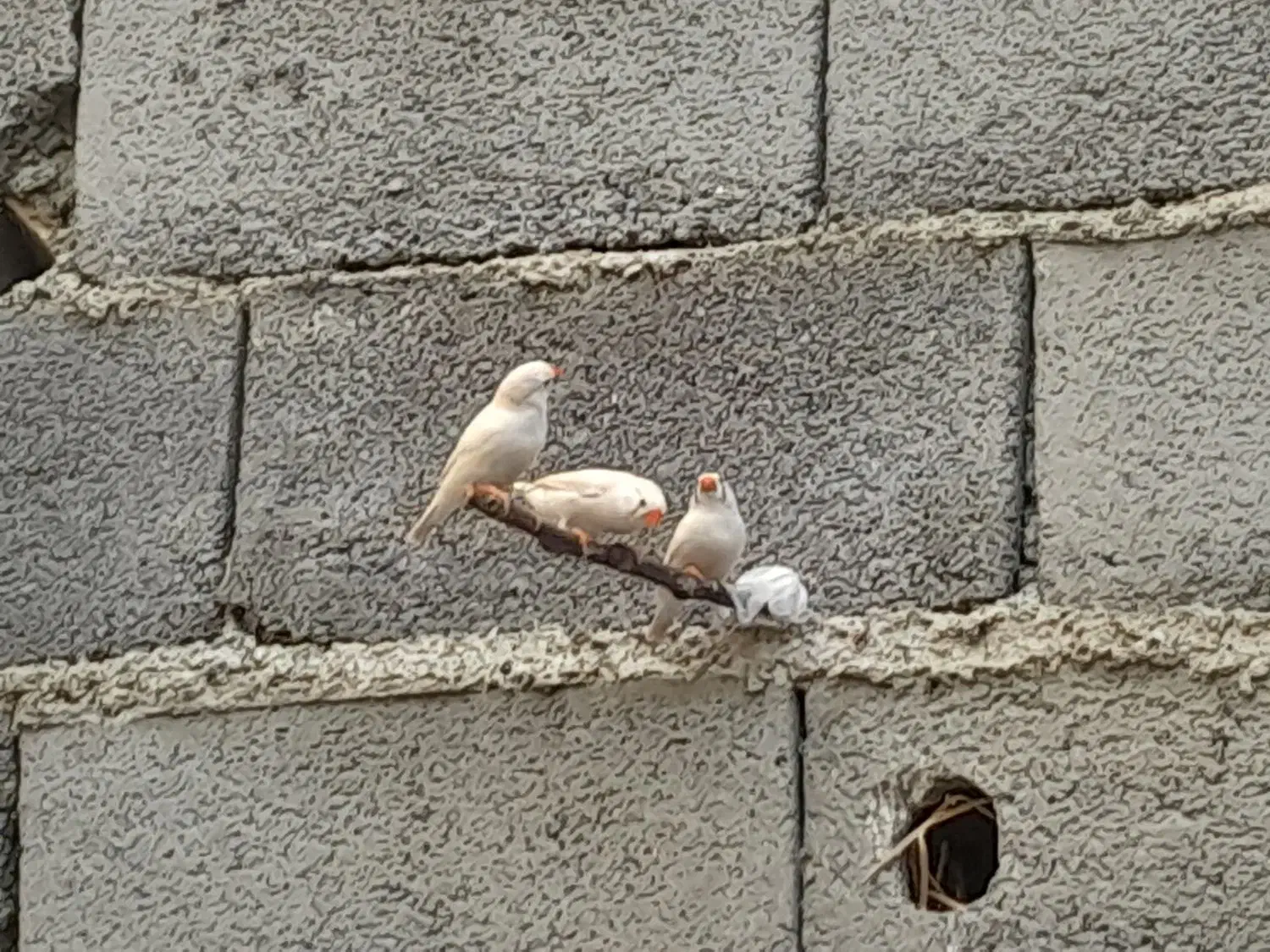 چند عدد فنچ|پرنده|چناران, |دیوار