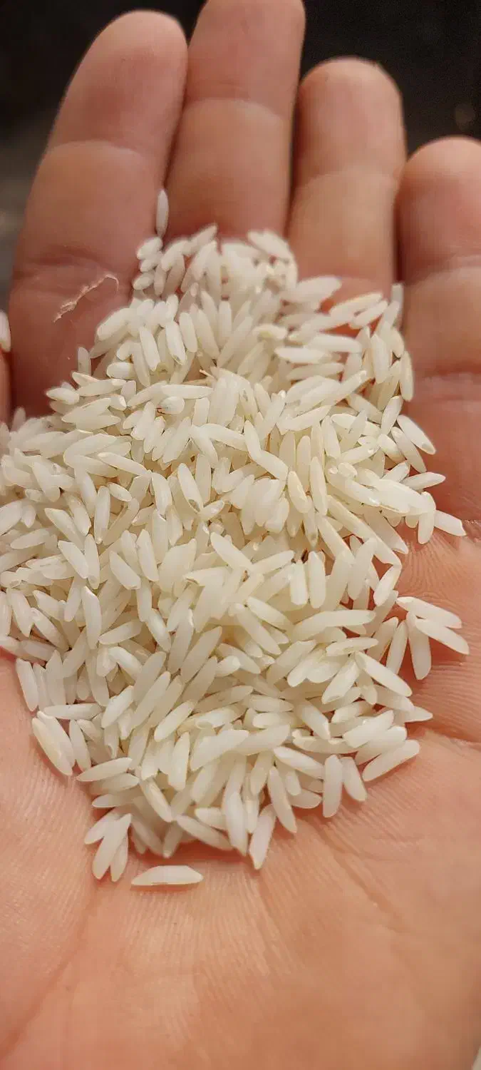 برنج سالم درجه یک هاشمی ۱۴۰۴|خوردنی و آشامیدنی|رودبنه, |دیوار