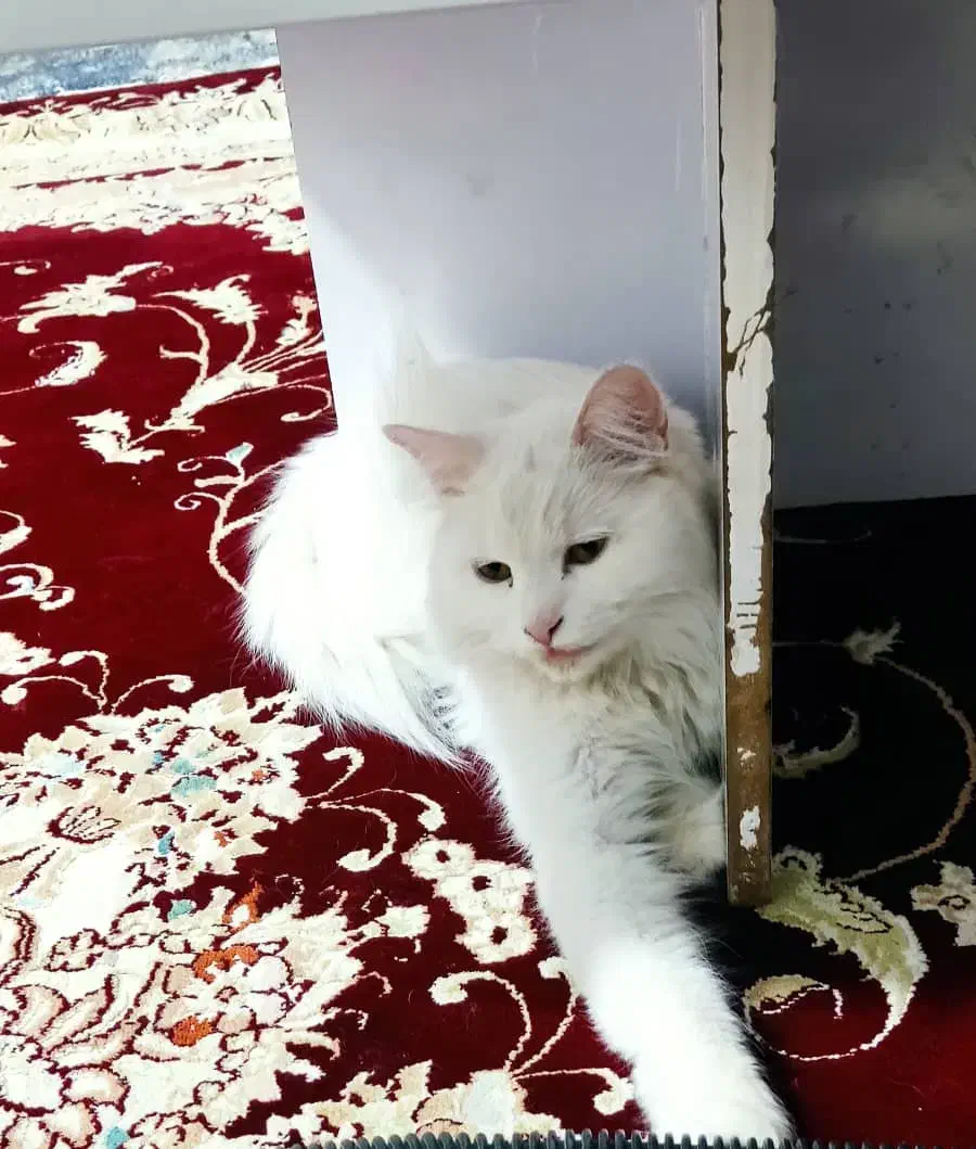 دخترهای خوشکل|گربه|بندرعباس, |دیوار