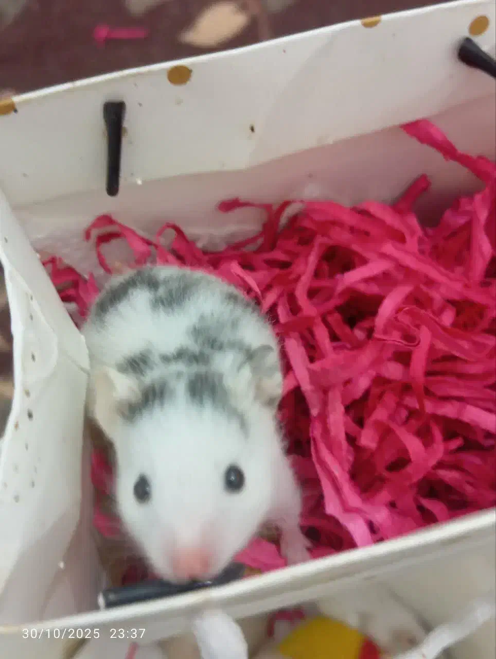 همستر سوری|موش و خرگوش|قم, پشت انبار نفت|دیوار