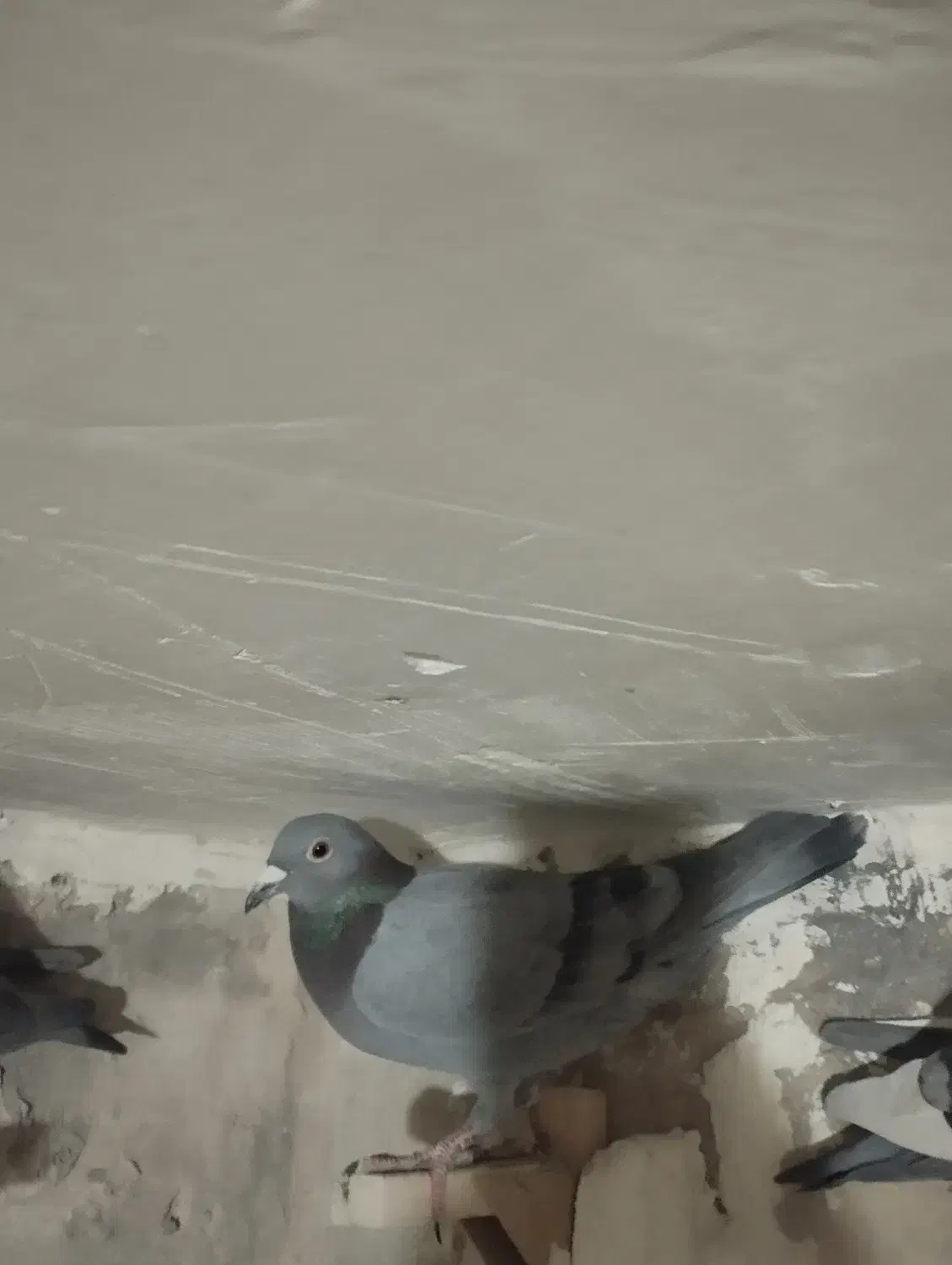 10کفتر پلاکی|پرنده|درودزن, |دیوار