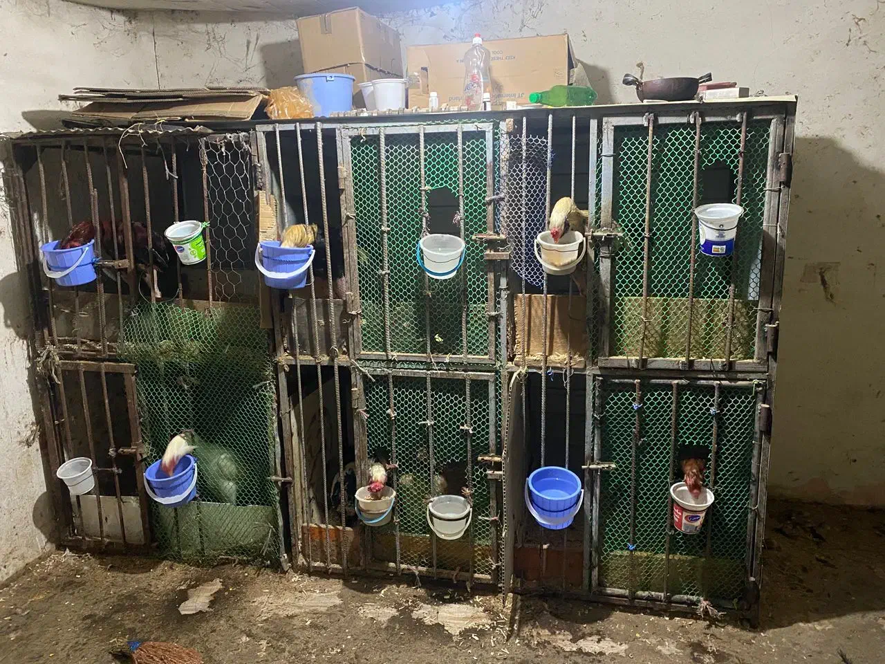 قفس ۶تایی دوطبقه|لوازم جانبی حیوانات|آستارا, |دیوار