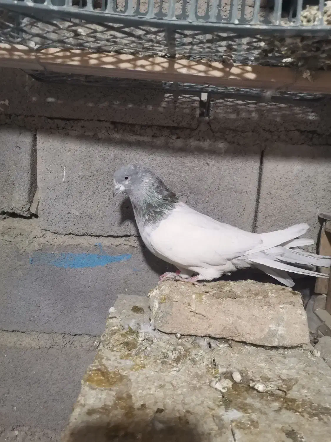 کبوتر کله|پرنده|کبودرآهنگ, |دیوار