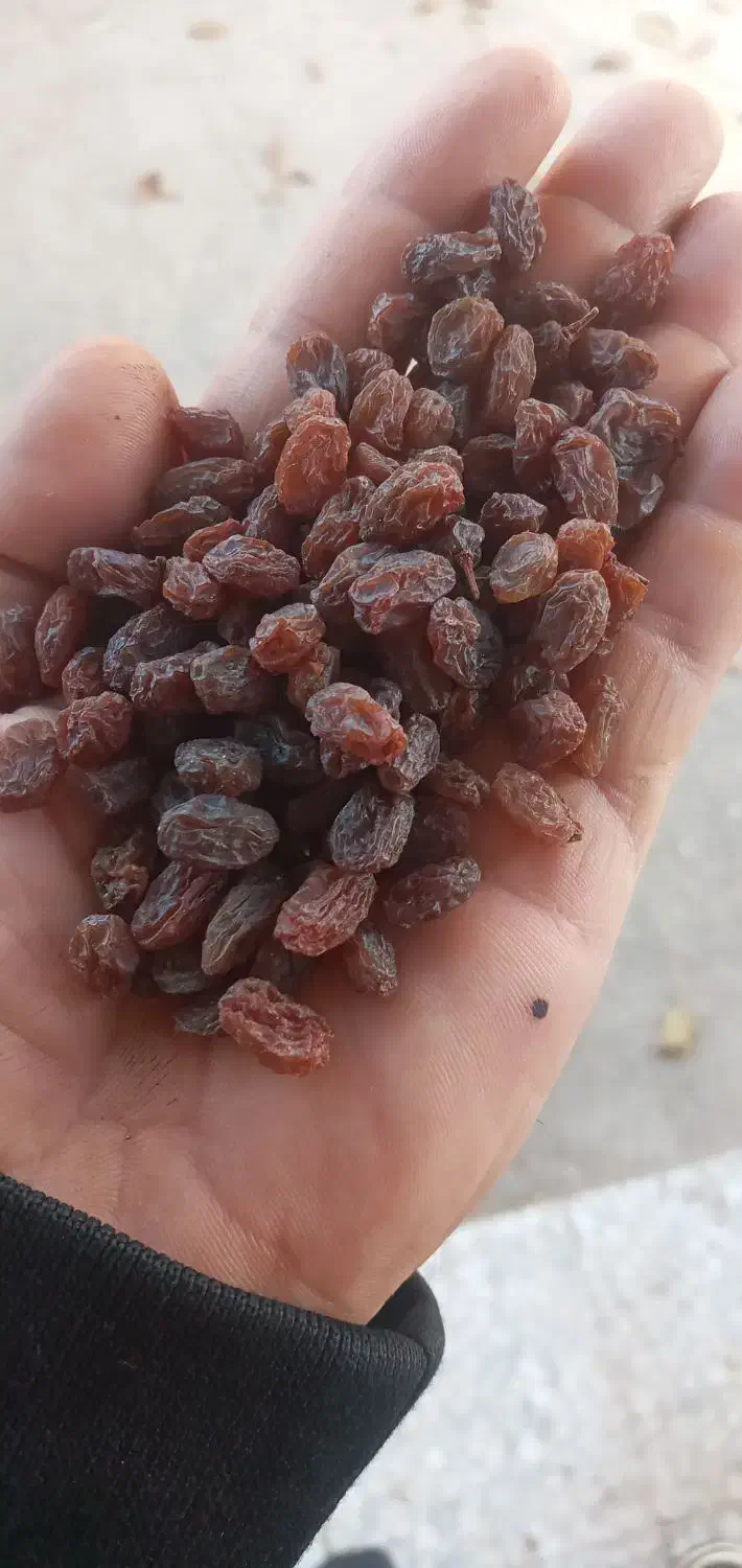 کشمش|خوردنی و آشامیدنی|تاکستان, |دیوار