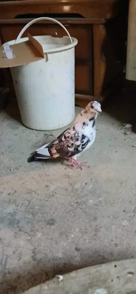 کبوتر گوره دورگ گم کردم|پرنده|کارون, |دیوار