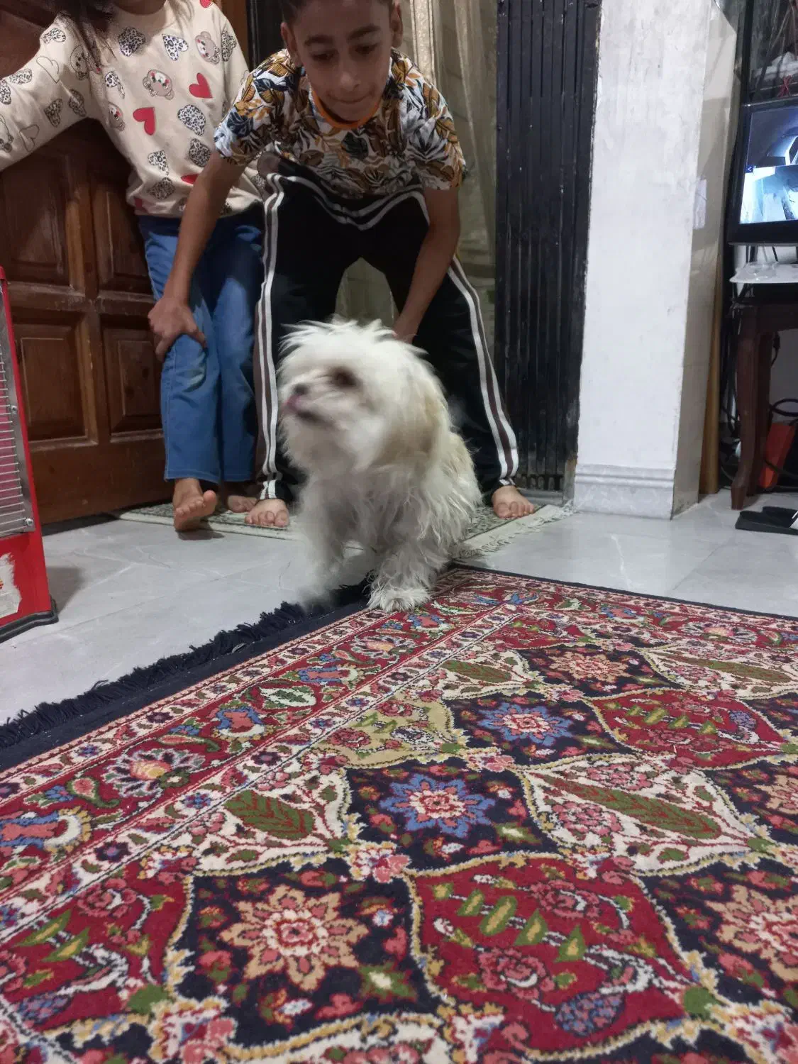 سگ اشپیز  میکس واقعا مهربا ودوست داشتنی|سگ|پاکدشت, پاکدشت (مامازند)|دیوار