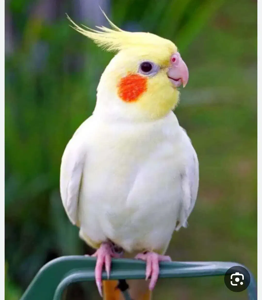 فروش یامعاوضه تعدادی عروس هلندی|پرنده|یزد, |دیوار