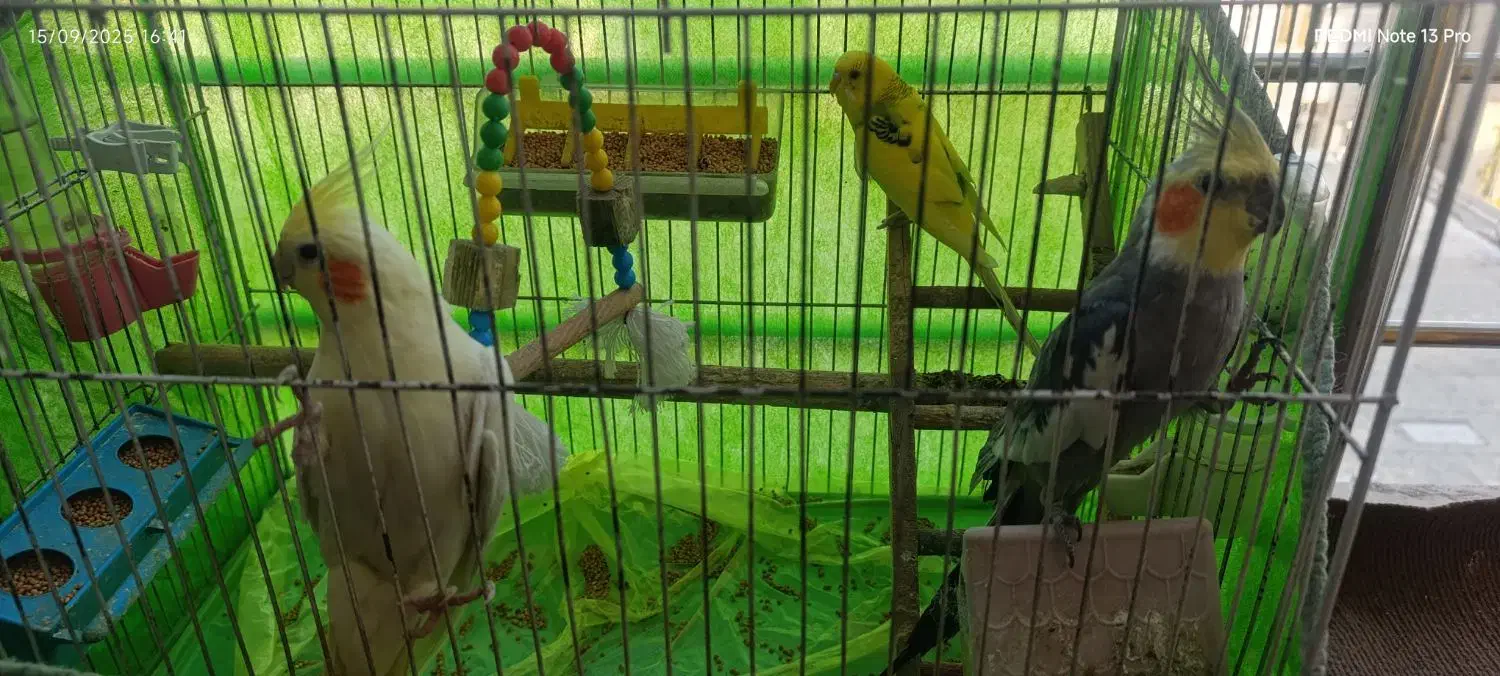 یک جفت عروس هلندی و یکدانه مرغ عشق|پرنده|تاکستان, |دیوار