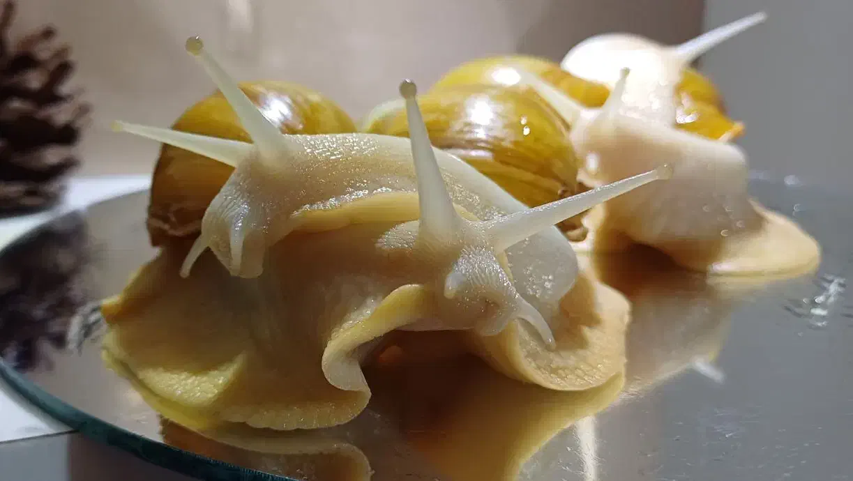 حلزون البینو|خزنده|بندر گناوه, |دیوار