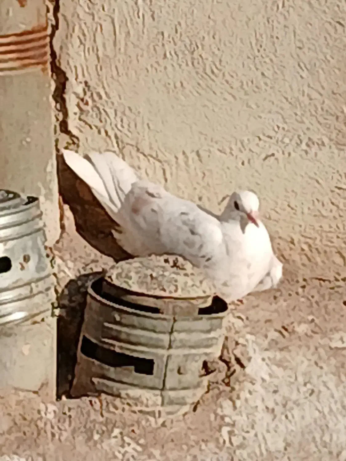 کفتر|حیوانات|تهران, افسریه شمالی|دیوار