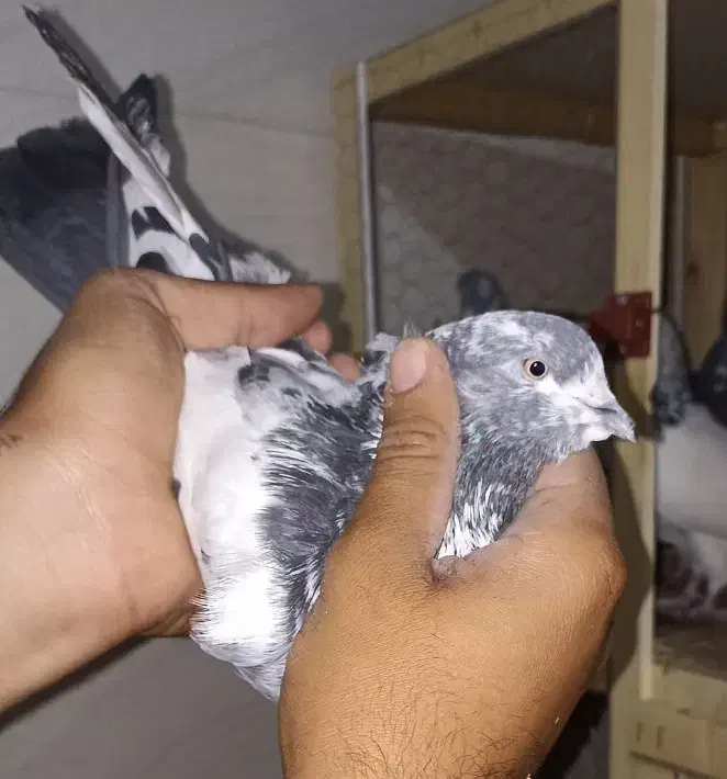 کاشانی پرشی|پرنده|مسجد سلیمان, |دیوار