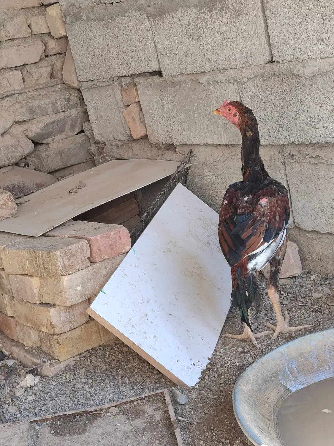 خروس جوانه|حیوانات مزرعه|سراوان, |دیوار