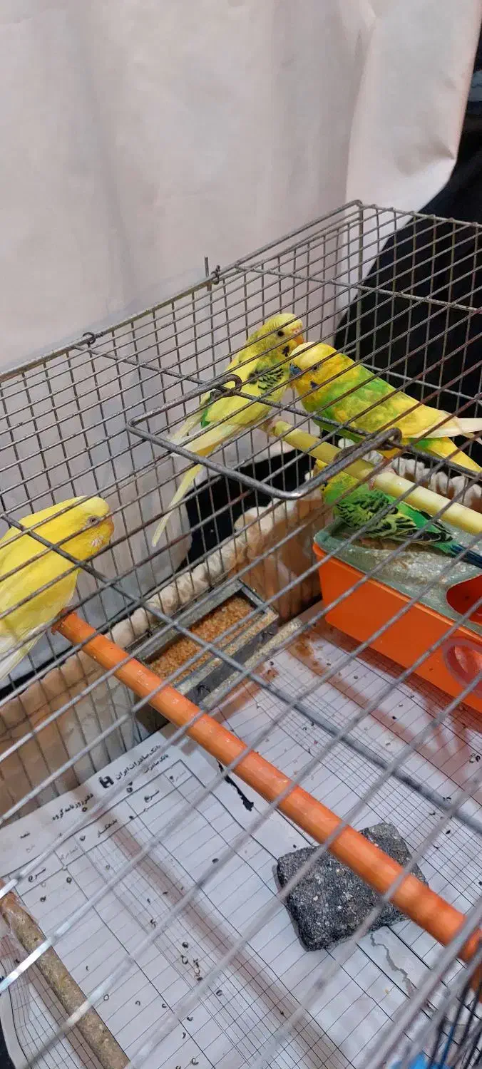 مرغ عشق|پرنده|اردبیل, |دیوار