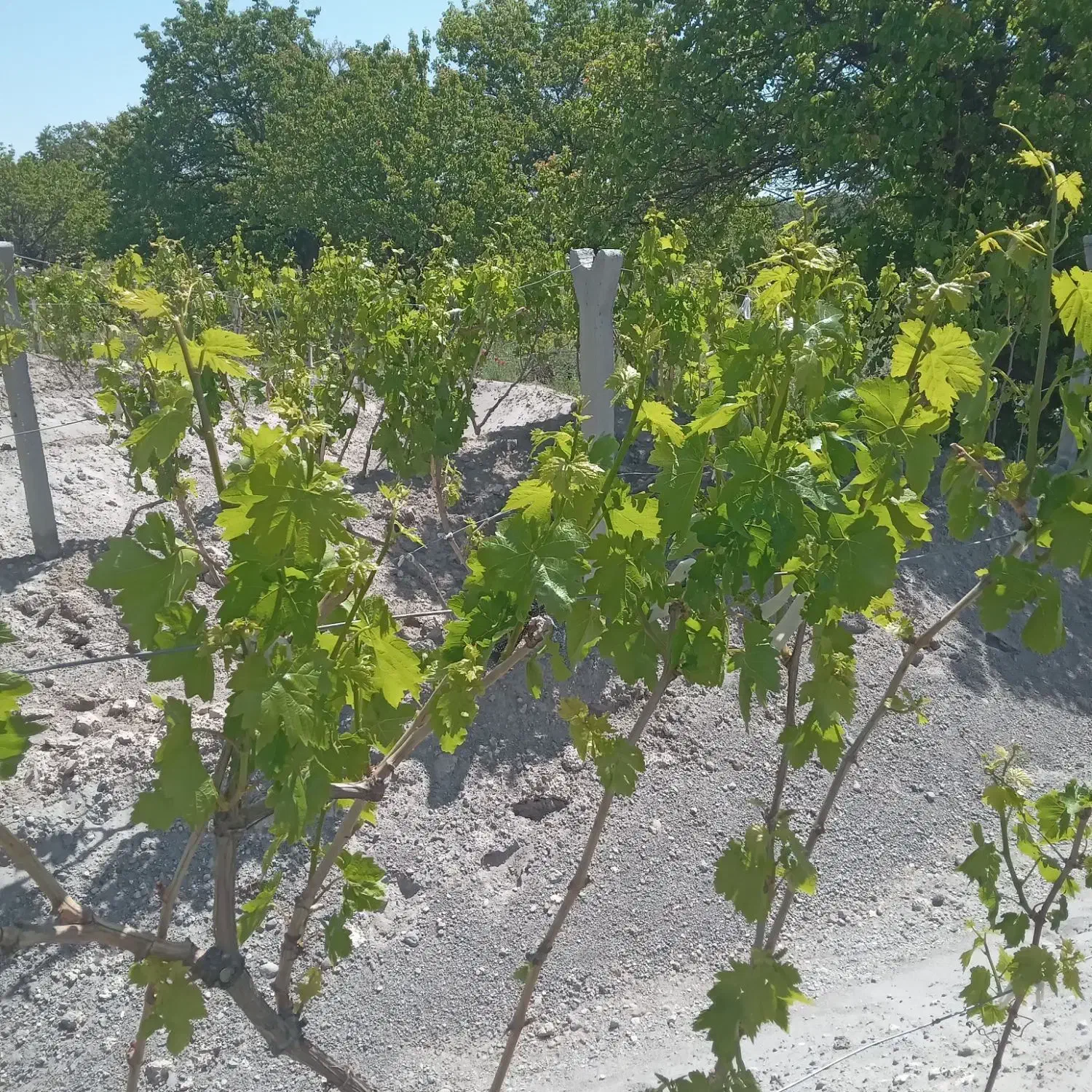 باغ آباد|فروش زمین و ملک کلنگی|مشگین شهر, |دیوار