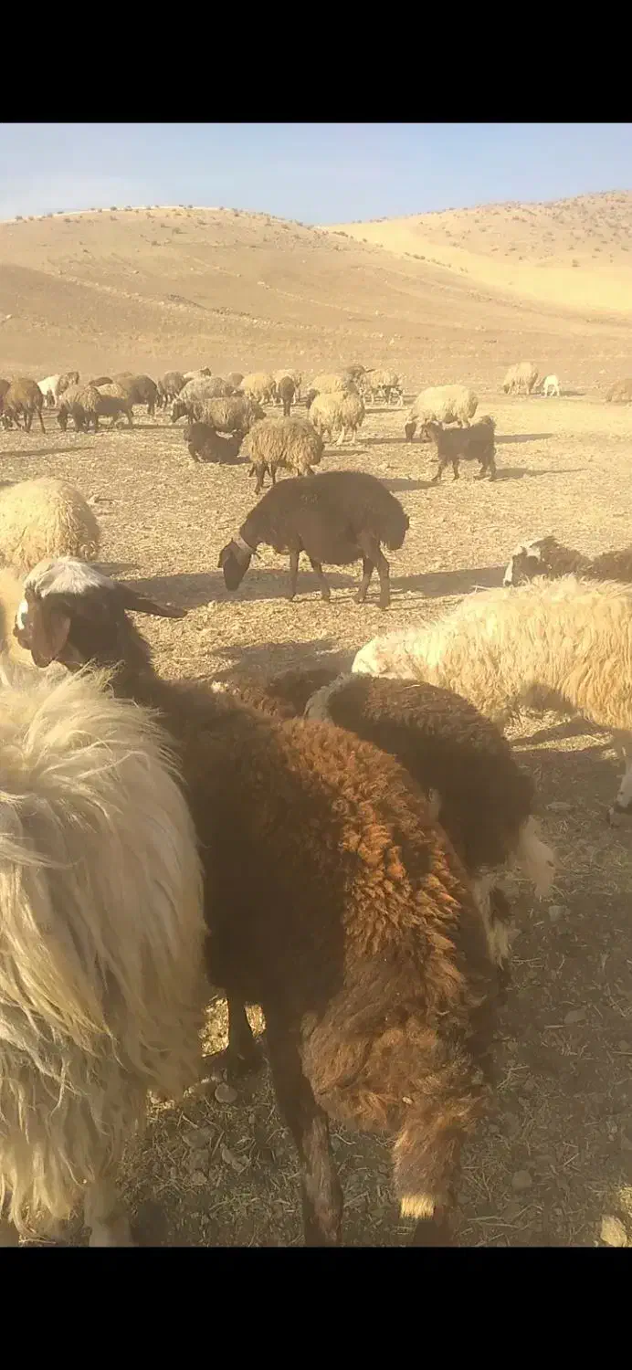 بره قوچ|حیوانات مزرعه|زاغه, |دیوار