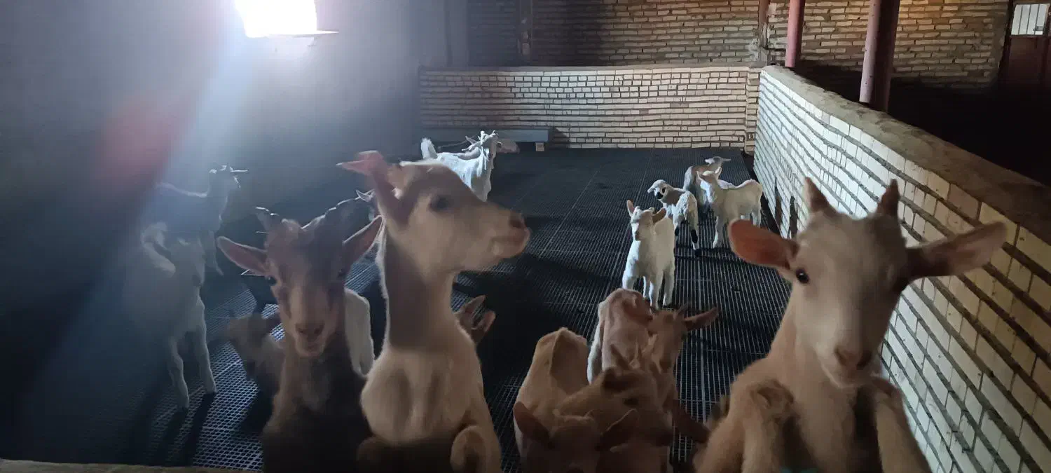 بز سانن|حیوانات مزرعه|بیرجند, |دیوار