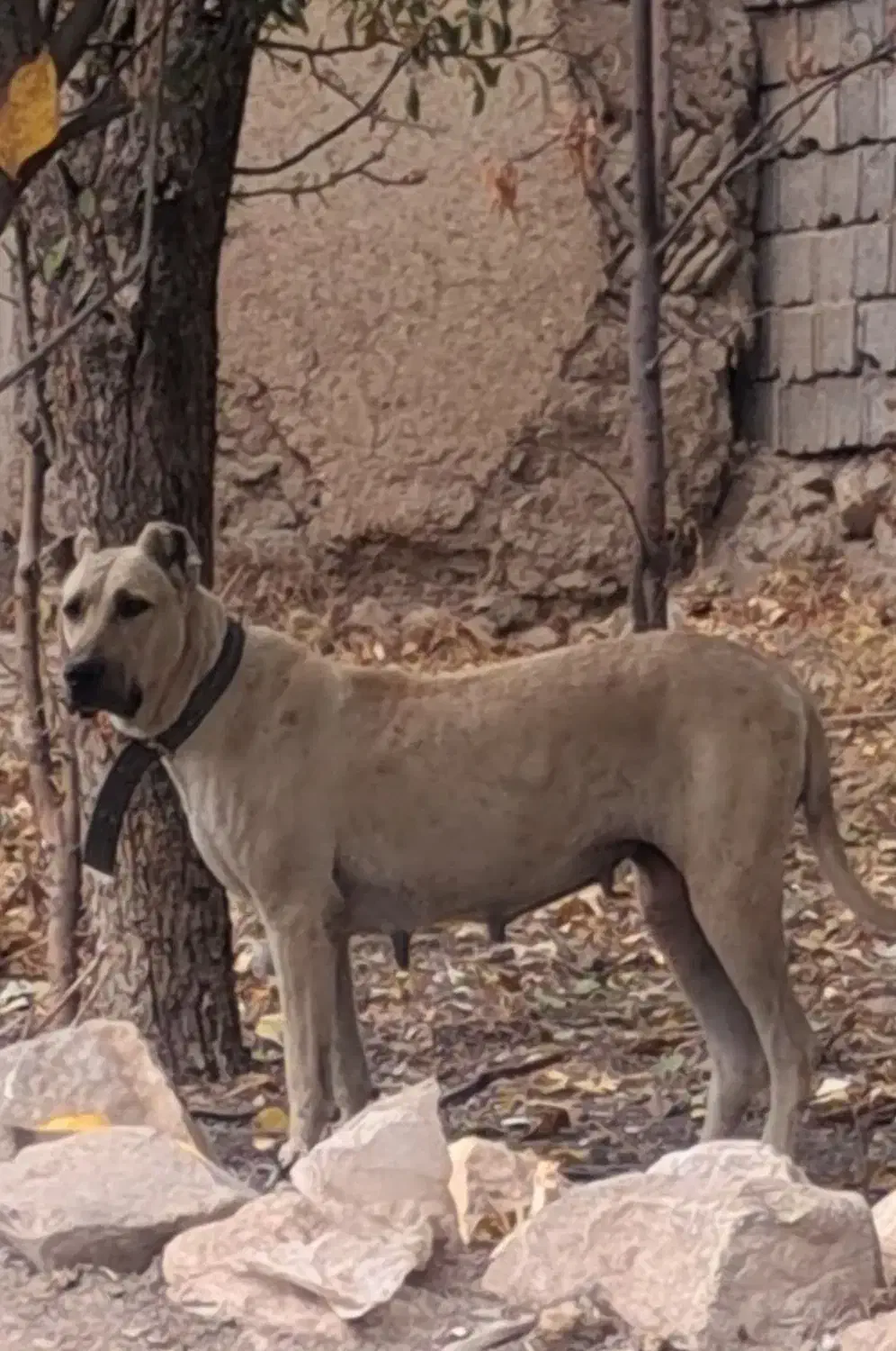 واگذاری ماده سرابی درج یک قد ۸۰ دوساله|سگ|اردبیل, |دیوار
