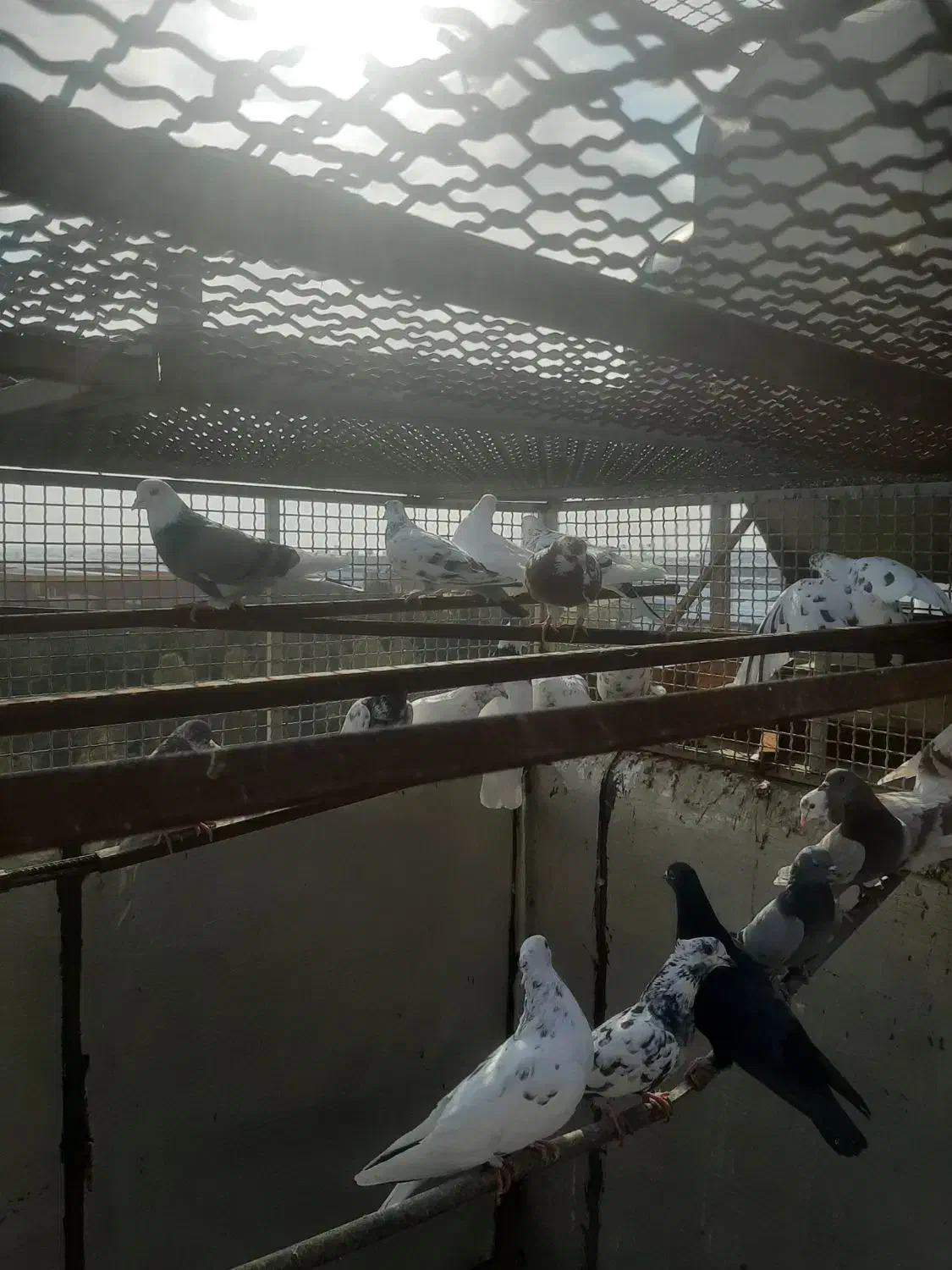 کفتر|پرنده|فشاپویه, |دیوار