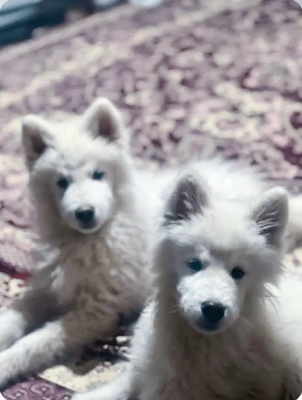 سگ سامویید|سگ|اهر, |دیوار