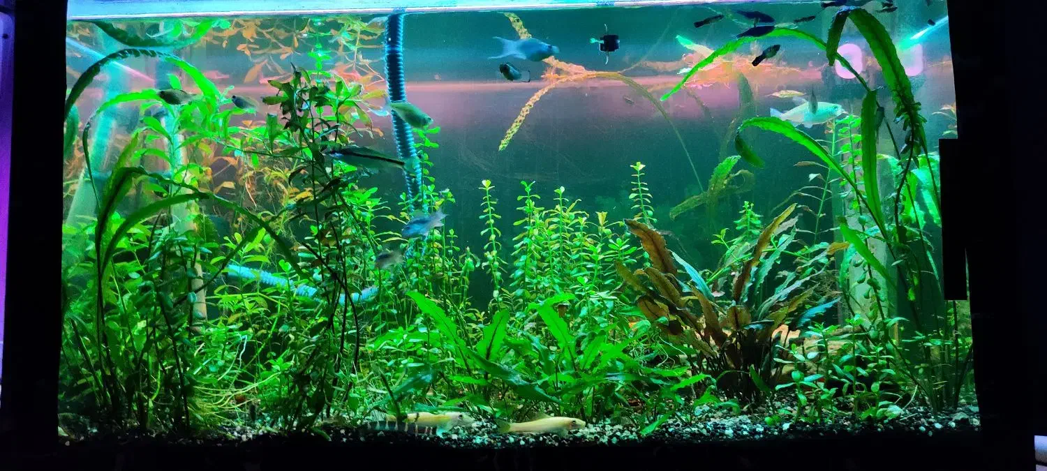 اکواریوم ۸۰سانت در ۴۵ ارتفا ۴۵ فول پلنت و ماهی|ماهی|نقده, |دیوار