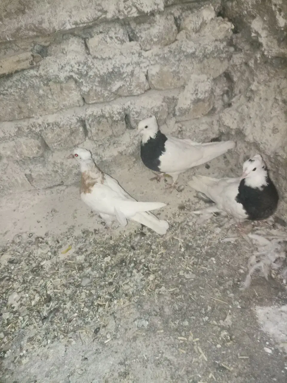 سه عدد طوق سیاه سالم و سرحال|پرنده|فردوس (خراسان), |دیوار