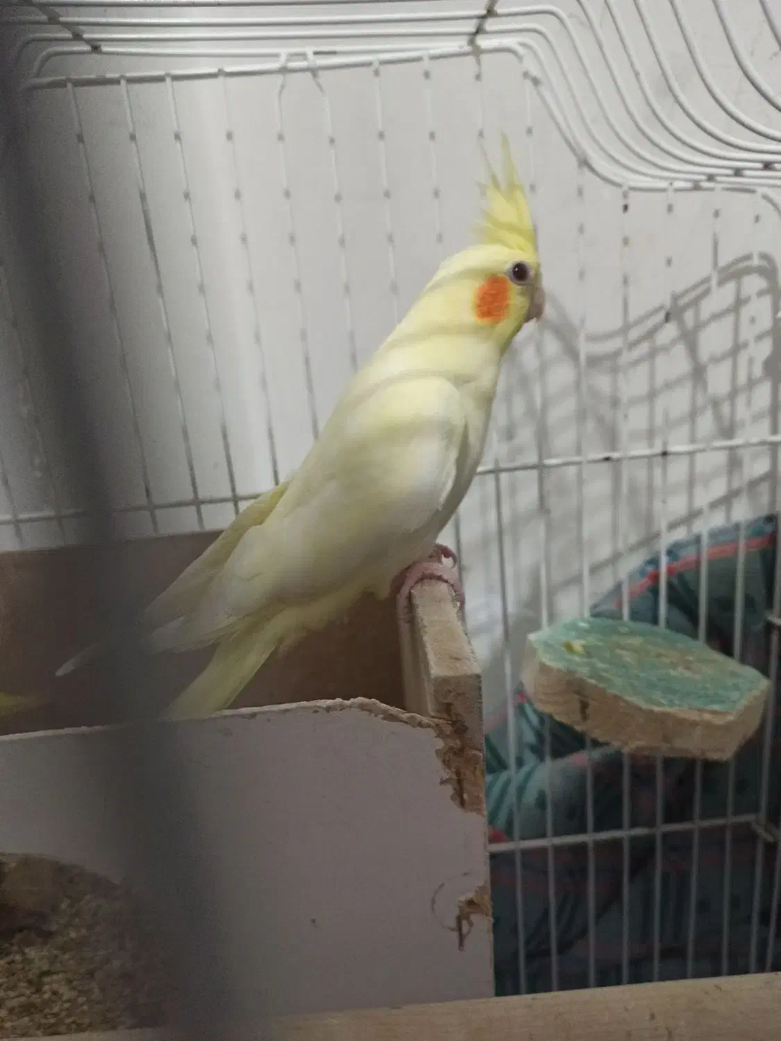 عروس هلندی ماده|پرنده|بندر ترکمن, |دیوار