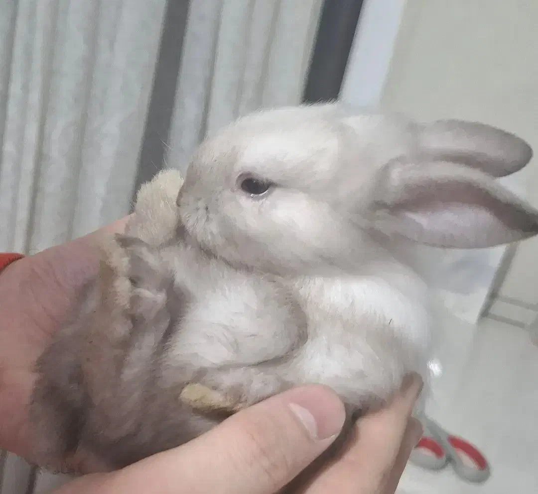 بچه خرگوش|موش و خرگوش|تهران, صادقیه|دیوار