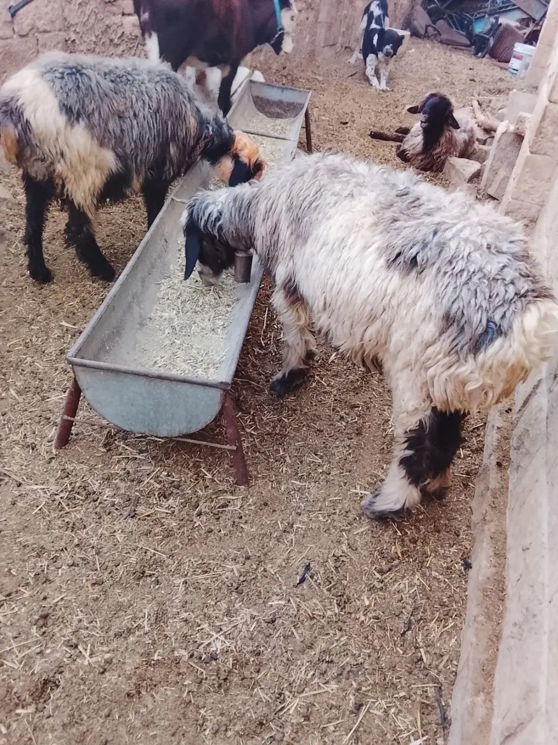 دوتا میش نزدیک زا جوان|حیوانات مزرعه|مسجد سلیمان, |دیوار