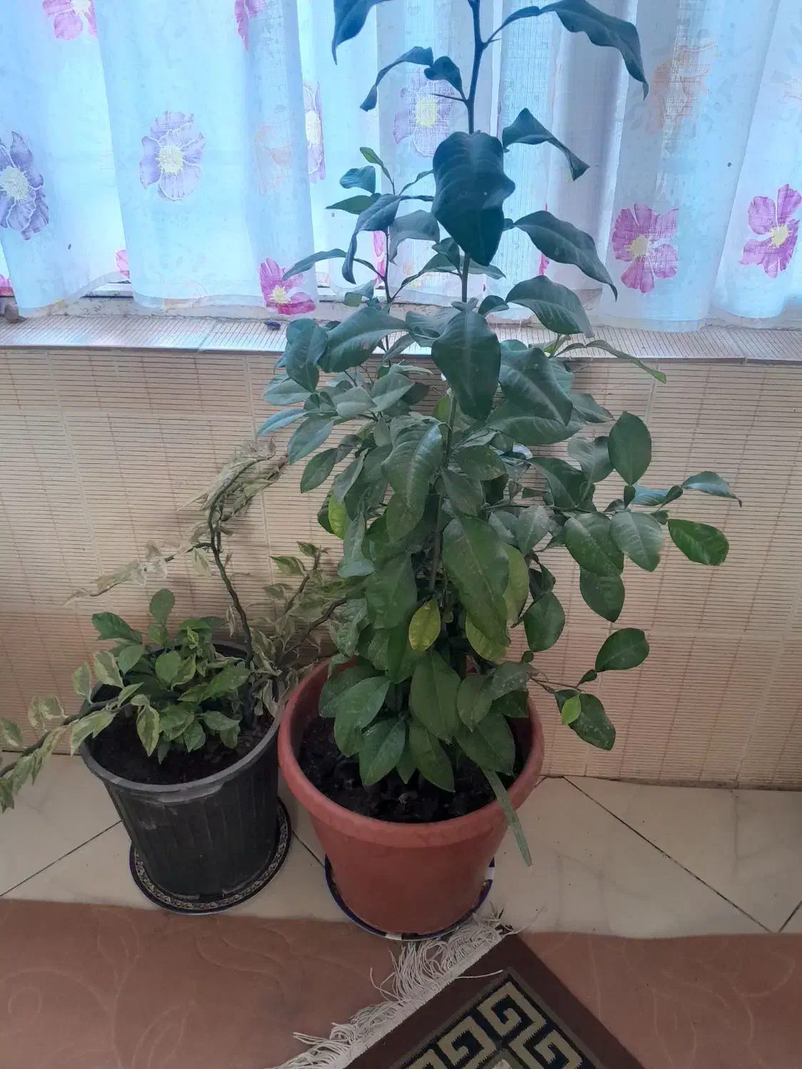 گل پرتقال|گل و گیاه طبیعی|گلبهار, شهر جدید گلبهار|دیوار