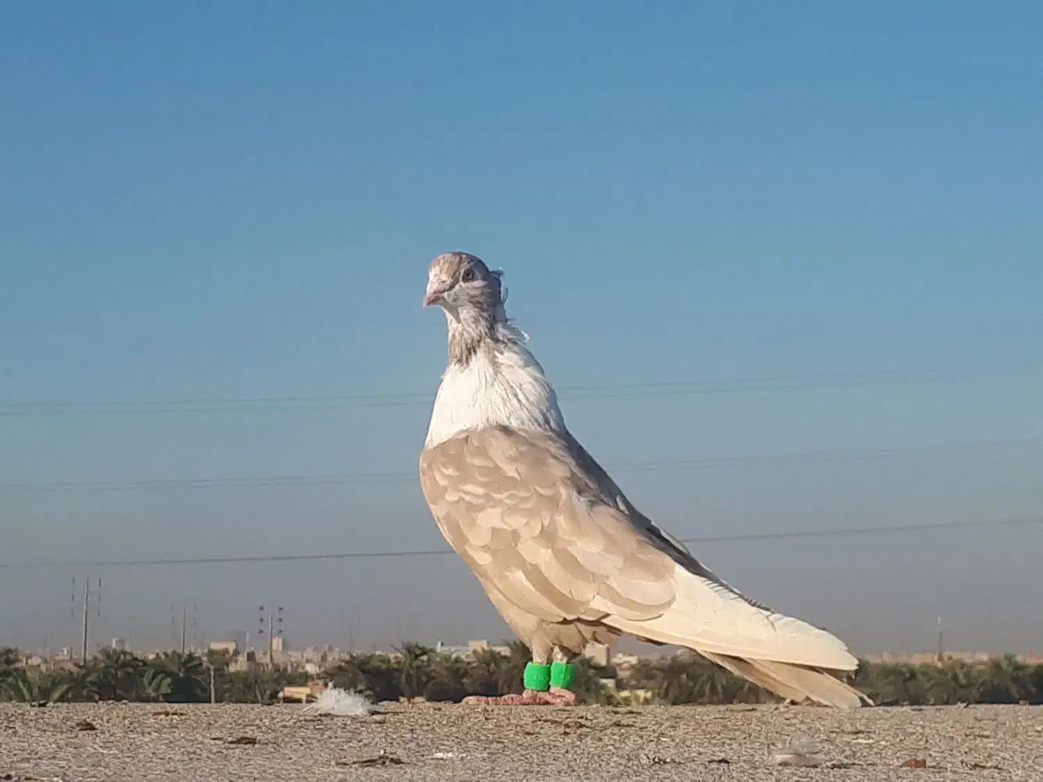 کبوتر|پرنده|کارون, |دیوار