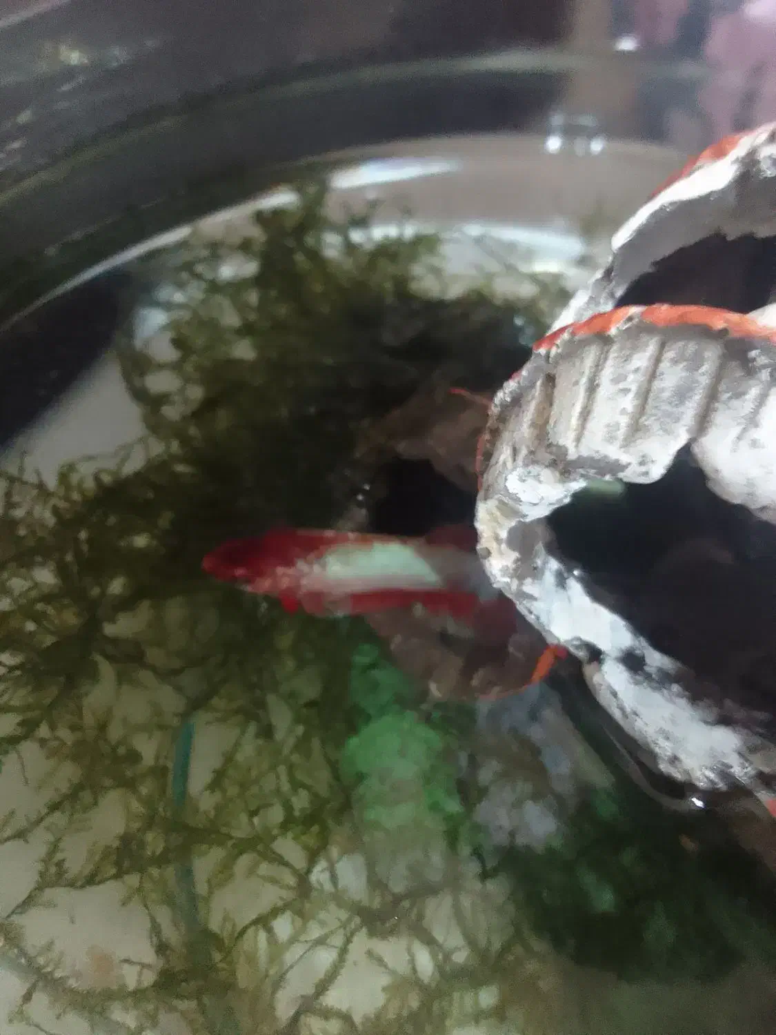 ماهی فایتر|ماهی|ساوه, |دیوار