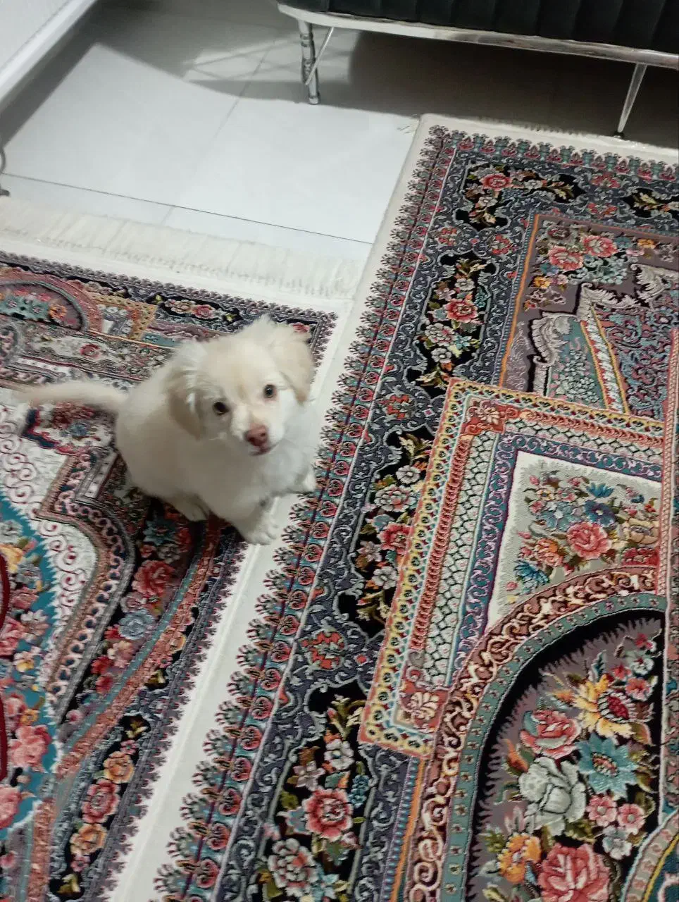 سگ شیتزو|سگ|شهریار, شهرک شاهد|دیوار