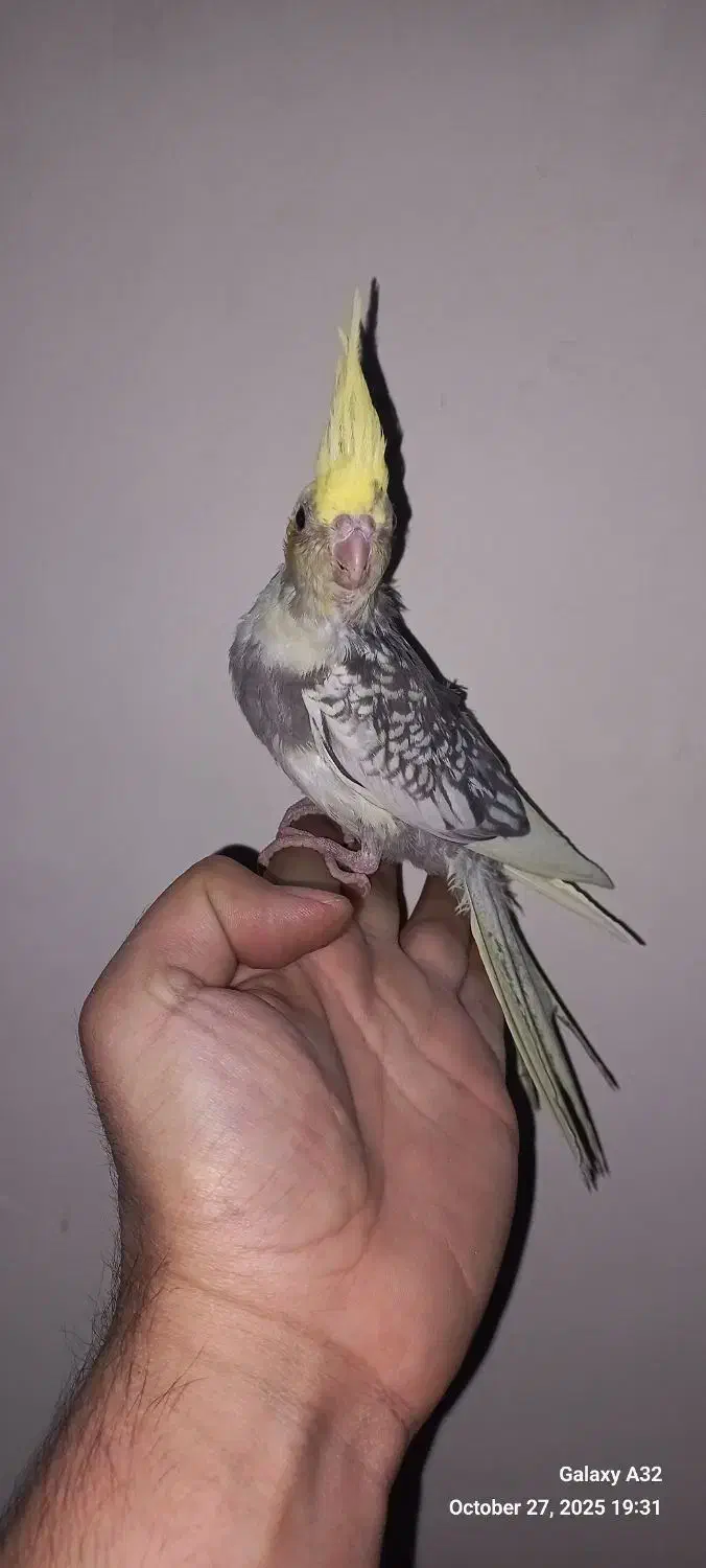 عروس هلندی دونخور|پرنده|تهران, اسکندری|دیوار