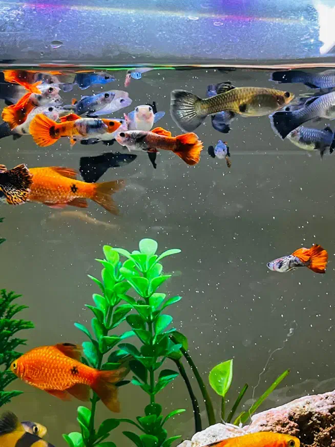 ماهی گوپی و لوچ دلقک باکیفیت زیره قیمت|ماهی|تهران, هروی|دیوار