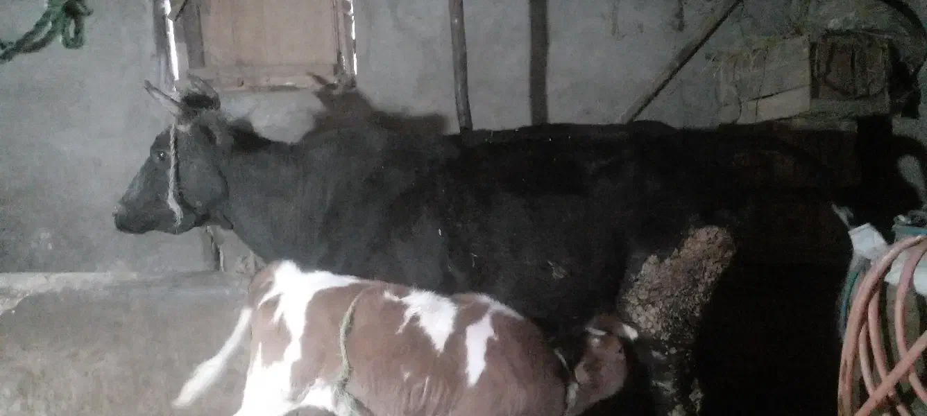 فروش کاو|حیوانات مزرعه|شیرگاه, |دیوار