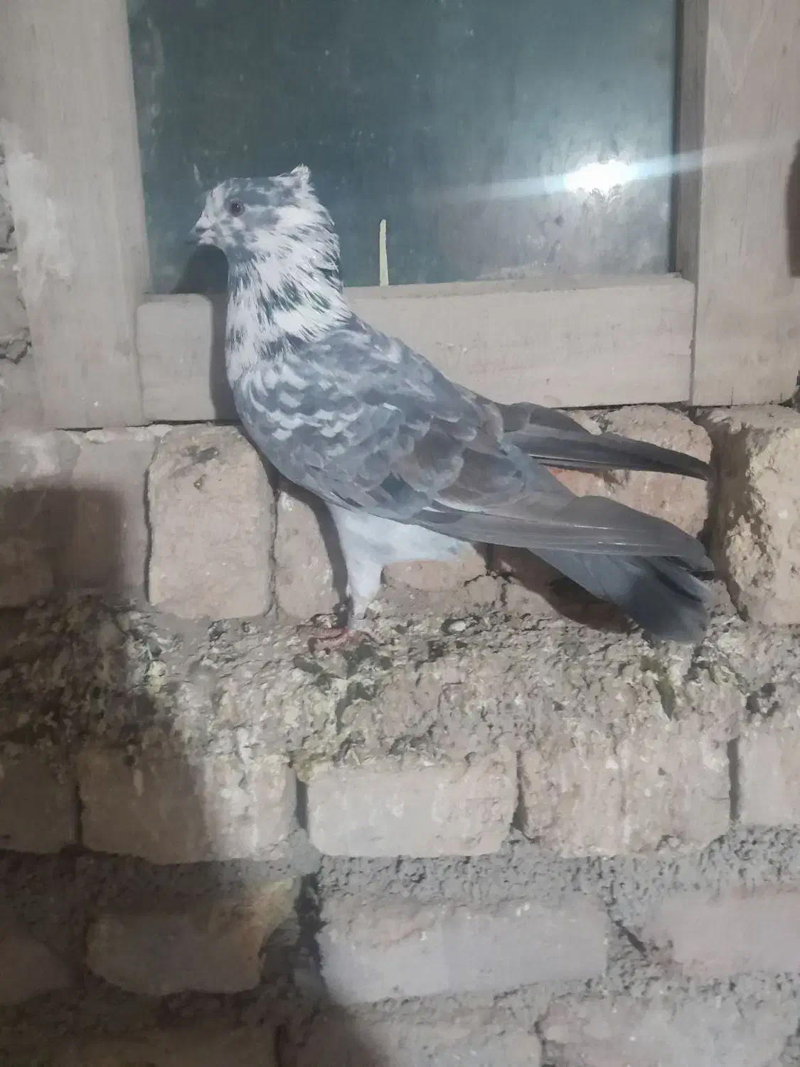 کبوتر صید شده|پرنده|نیر (اردبیل), |دیوار