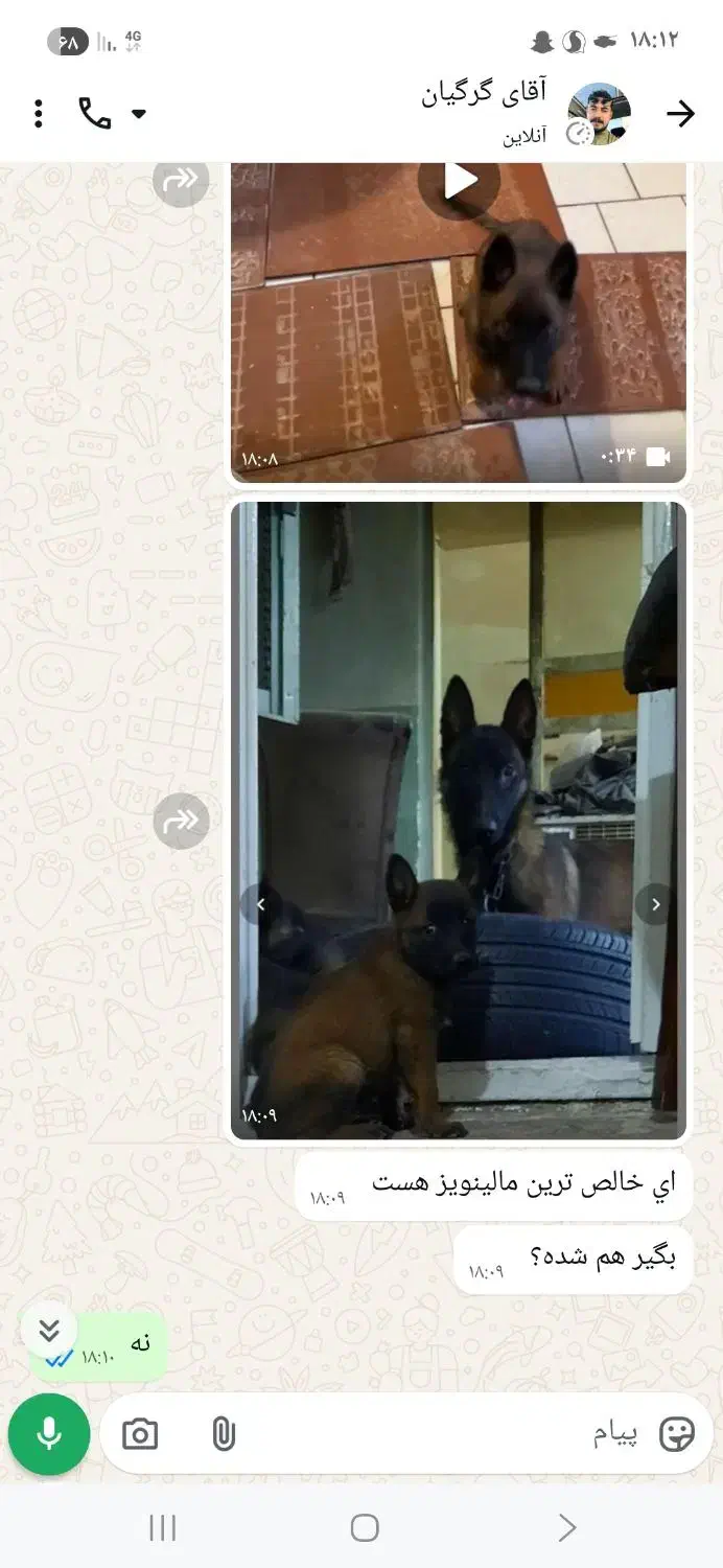 سگ مالینویز بلژیکی فروش فوری|سگ|مرودشت, نقش رستم|دیوار