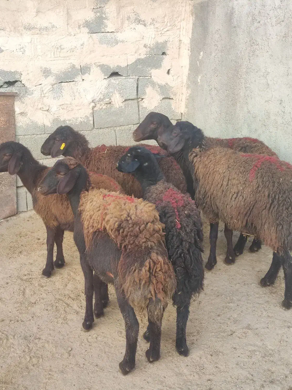 بره ماده قزل افشاری|حیوانات مزرعه|محمدیه-قزوین, |دیوار