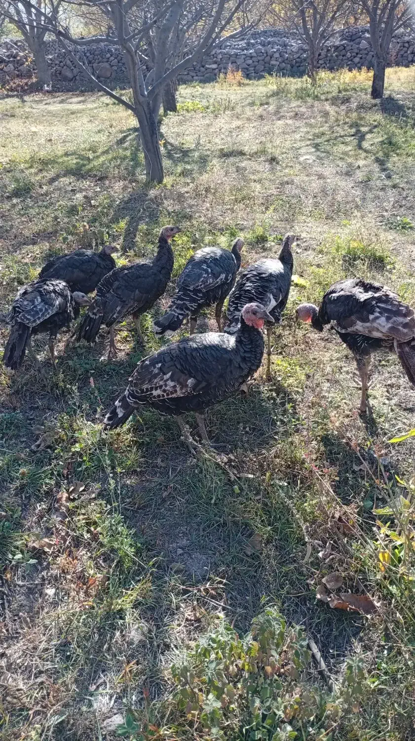 بوقلمون|پرنده|مشگین شهر, |دیوار